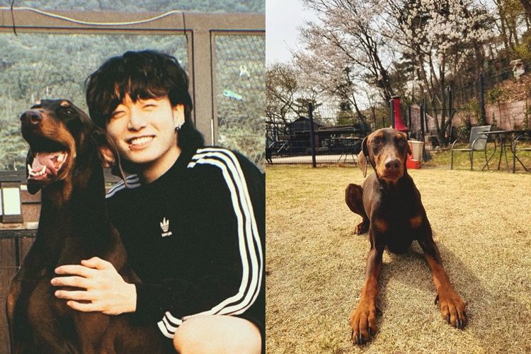 BTS 정국과 그의 반려견 