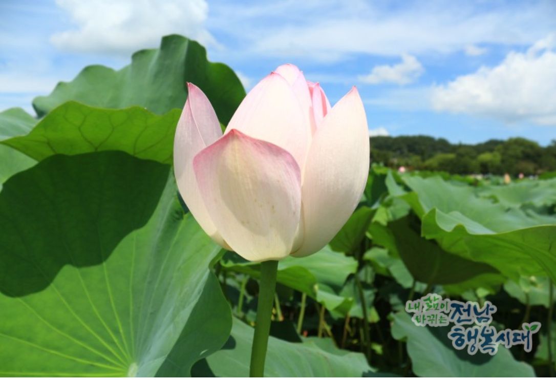 무안 연꽃축제 자료 사진