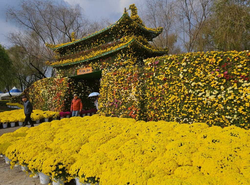 백제고도부여국화축제 
