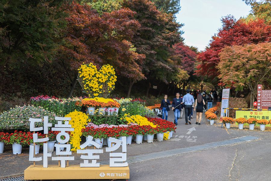 단풍나무숲길 