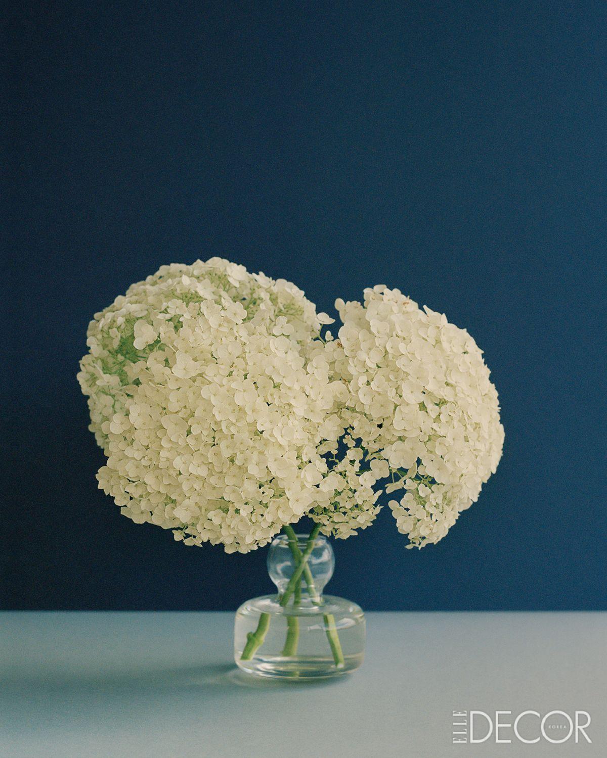 ‘Claudia Schiffer’(2022), Hydrangea ‘Annabelle’, Oxfordshire.