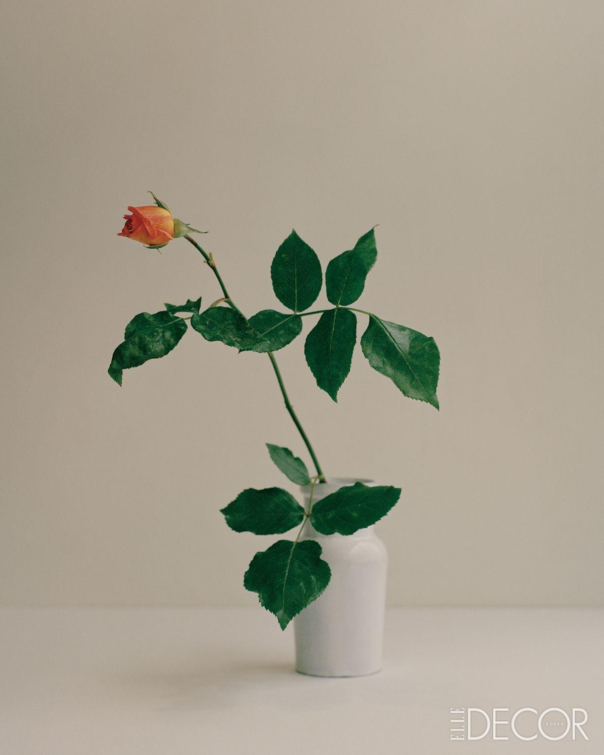 ‘Simone Rocha’(2022), Garden Rose, De Beauvoir.