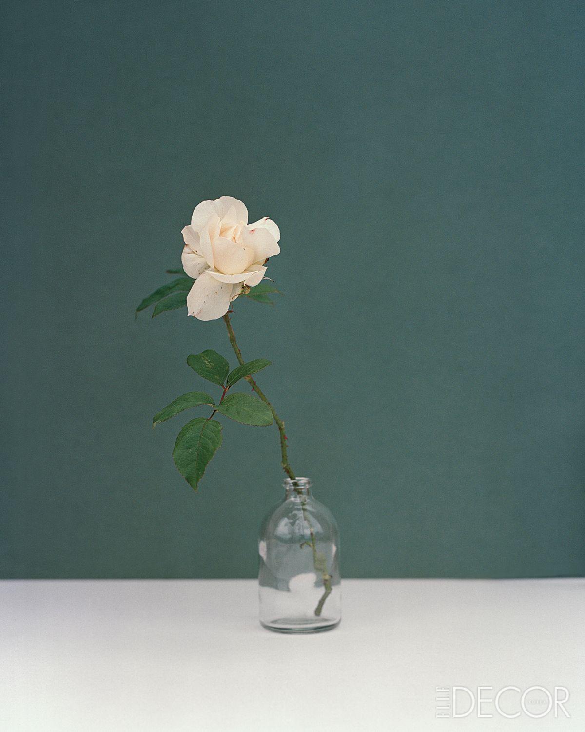 ‘John Pawson’(2020), Garden Rose, Cotswolds.