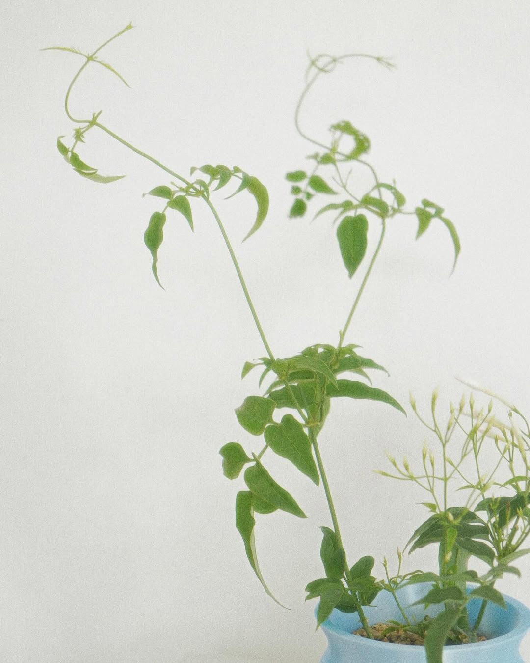 큐이디