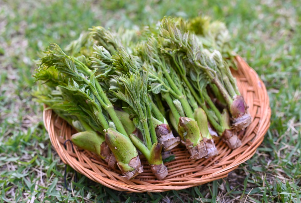 순창 참두릅 