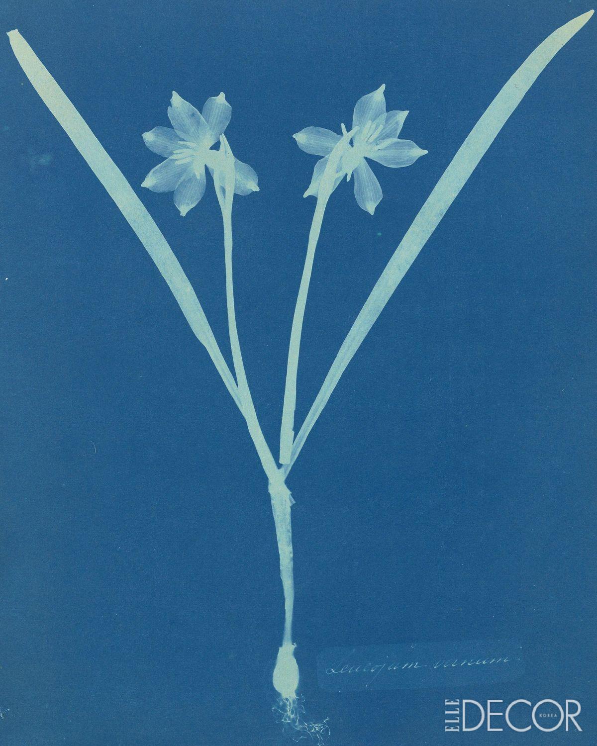‘Leucojam Varium’(1854).