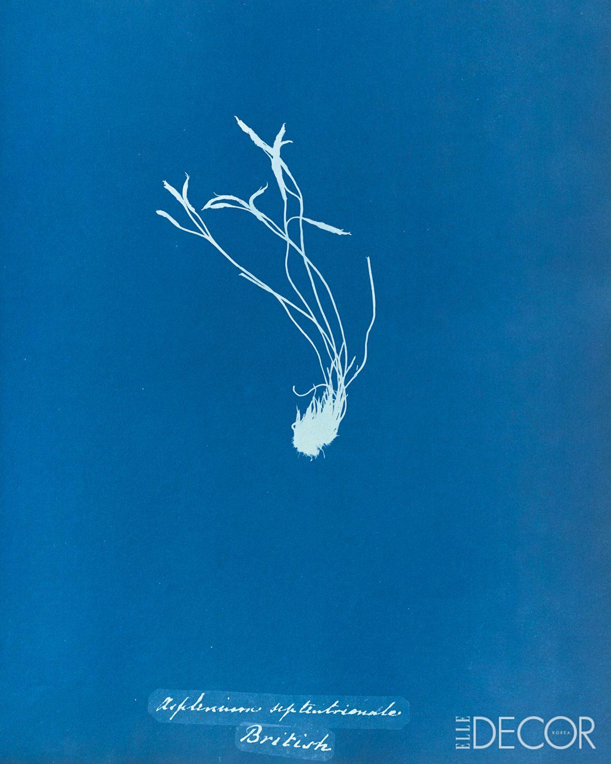 ‘Asplenium Septentrionale’(1853).