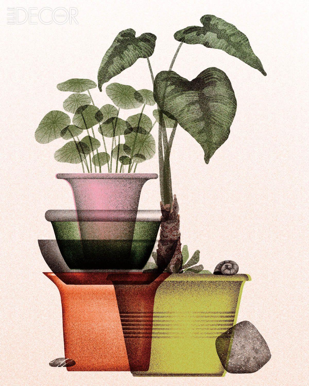 ‘Plantes 01’.