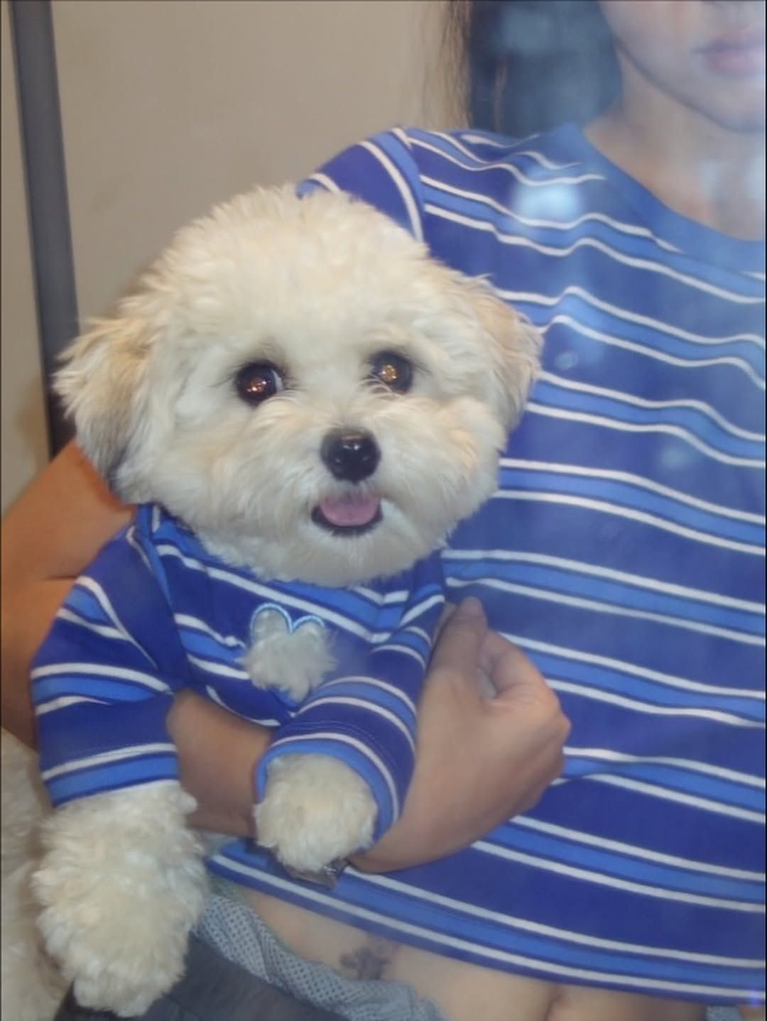 @simon.puppyclub