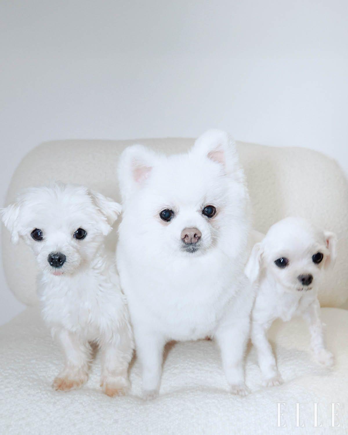  츄츄, 보슬, 그리고 히히.