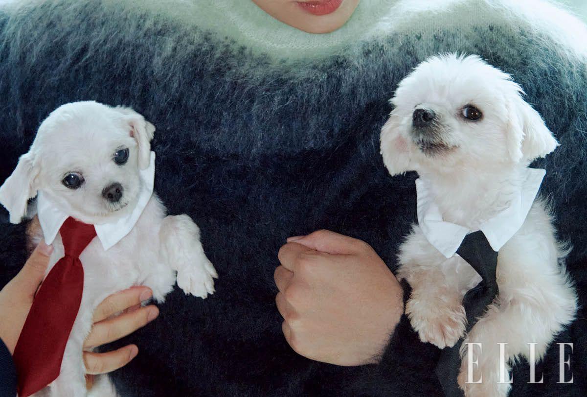 그러데이션 모헤어 스웨터는 Jil Sander.