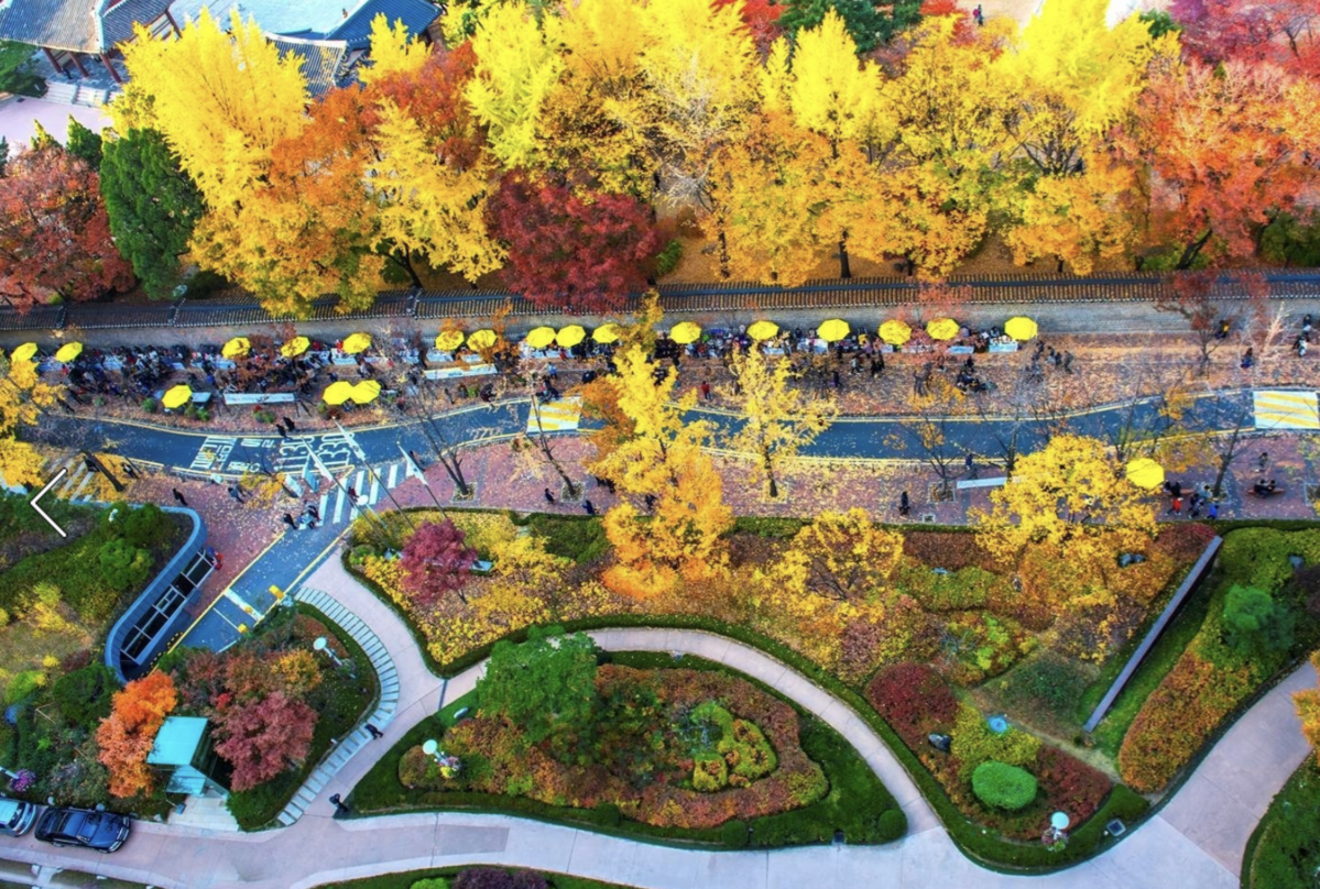 덕수궁 가을단풍길