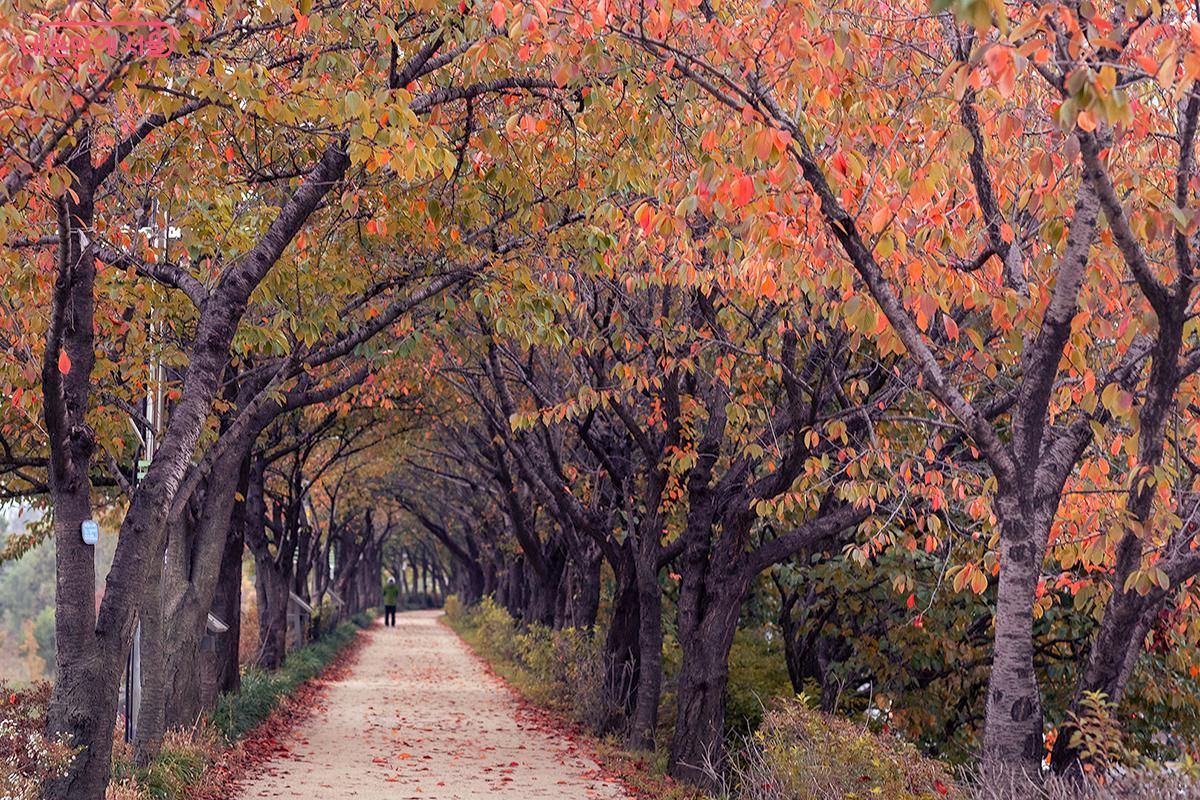 안양천 제방길 (내 손안에 서울)