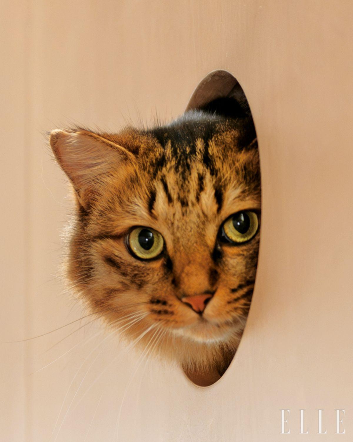 수납장의 일부를 고양이 전용 캐츠 트리로 설계했다. 캐츠 트리는 침실까지 이어지며, 고양이에게 탐험과 놀이 공간이 돼준다. 