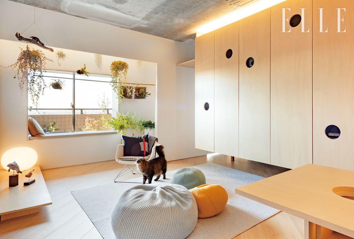 건축가 이마이는 고양이와 사람이 함께 즐길 수 있는 넓은 광장 같은 집을 설계했다. 