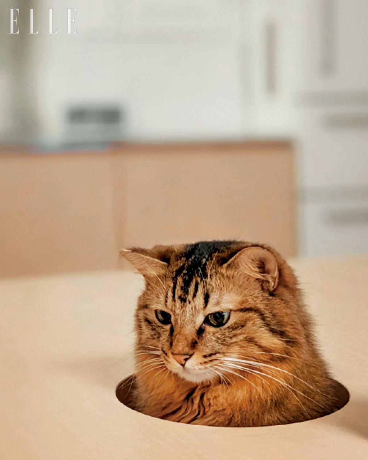 테이블의 원형 구멍 사이로 얼굴을 내민 갈색 고양이는 ‘구라’. 고개를 내민 고양이의 모습이 일상을 더욱 사랑스럽게 만든다. 