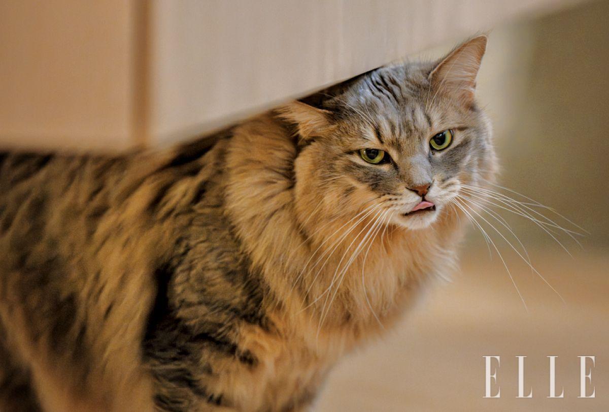 회색빛 털을 가진 ‘구리’. 35cm 띄운 선반 아래 공간이 딱 맞는 휴식처가 된다.