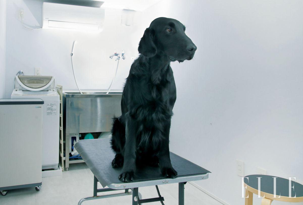 반려견의 트리밍을 위한 케어 룸. 여유롭고 위생적인 반려견 케어 공간을 갖추고 싶었던 건축주의 오랜 바람을 실현했다.