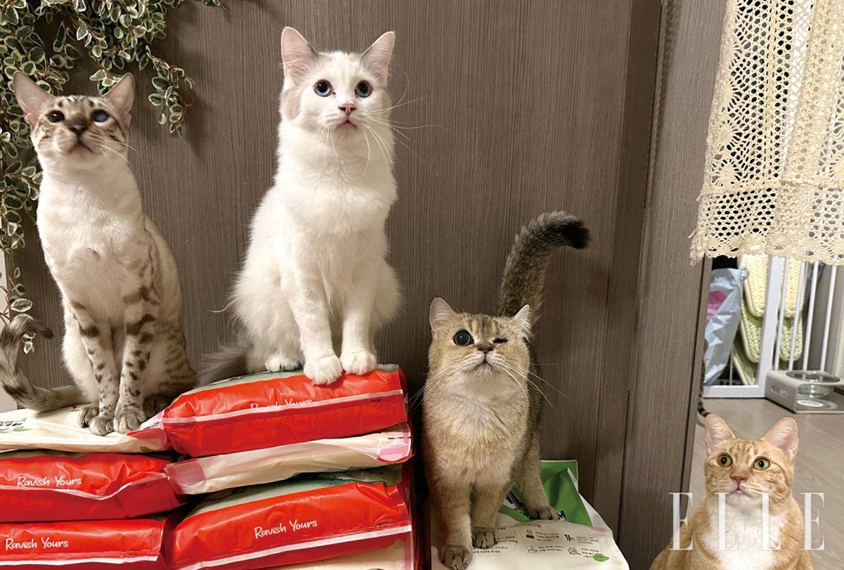 별도의 후원은 받지 않지만 임시보호 중인 아이들을 위해 사료나 모래 등 생활 물품을 보내 힘을 보탤 수 있다.