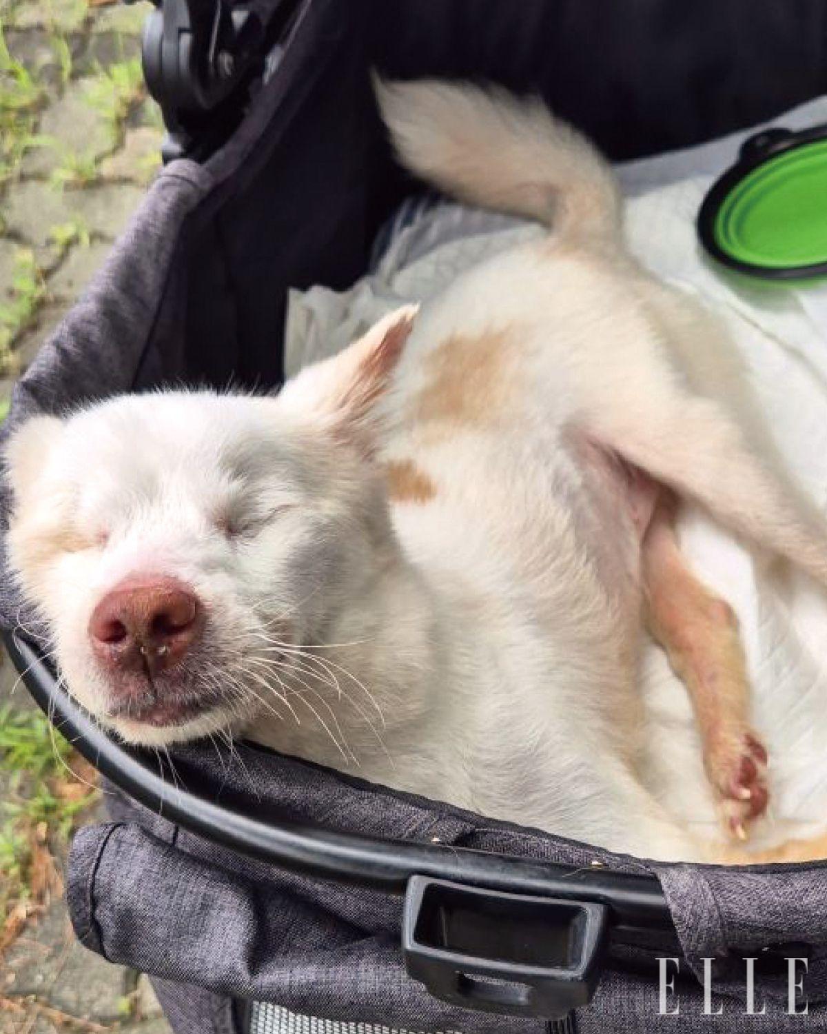 정부의 지원 없이 회원들의 회비와 후원금으로만 운영되고 있어 늘 지원이 부족한 상황. 후원은 페이팔(paypal.me/tinkerbellproject)과 다음 카페, 인스타그램에 기재된 계좌를 통해 참여할 수 있다.