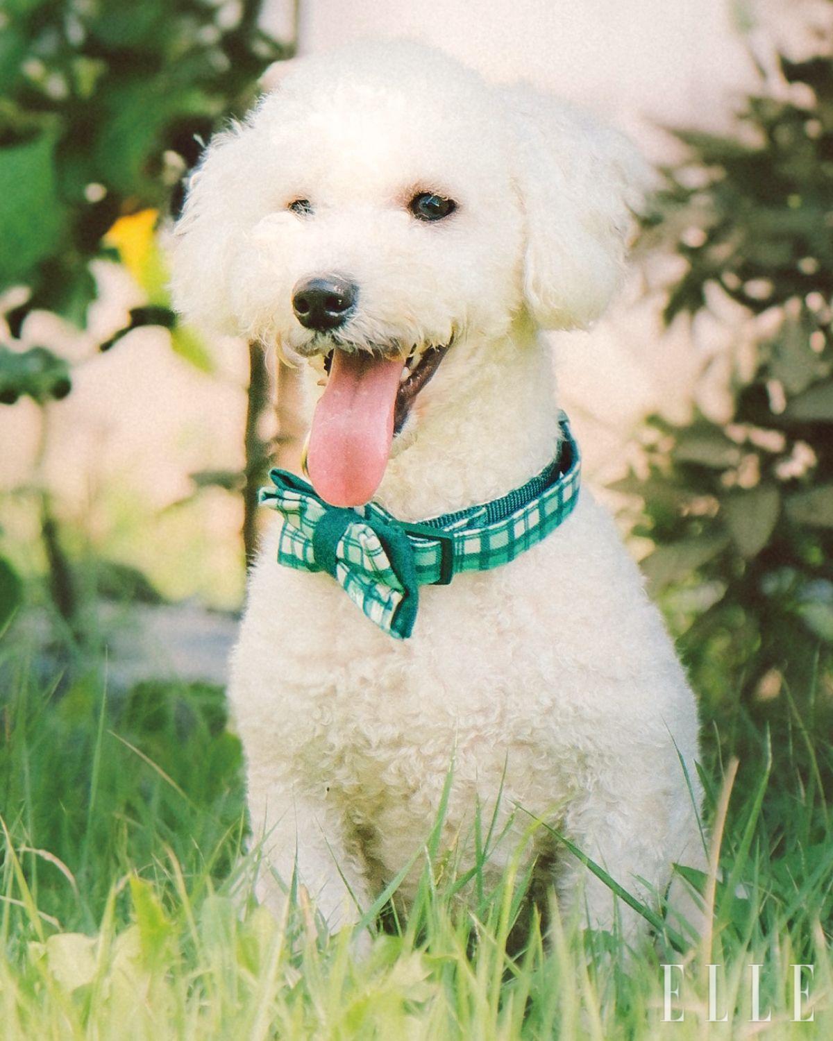 공식 인스타그램 프로필 링크를 통해 정기 및 상시 후원이 가능하며, 모인 후원금은 동물의 치료비, 사료비, 쉼터 운영비 등에 사용된다. SNS 채널과 네이버 카페에서는 봉사자와 임시보호자를 상시 모집하고 있어 직접 참여해 도움을 줄 수 있다. 