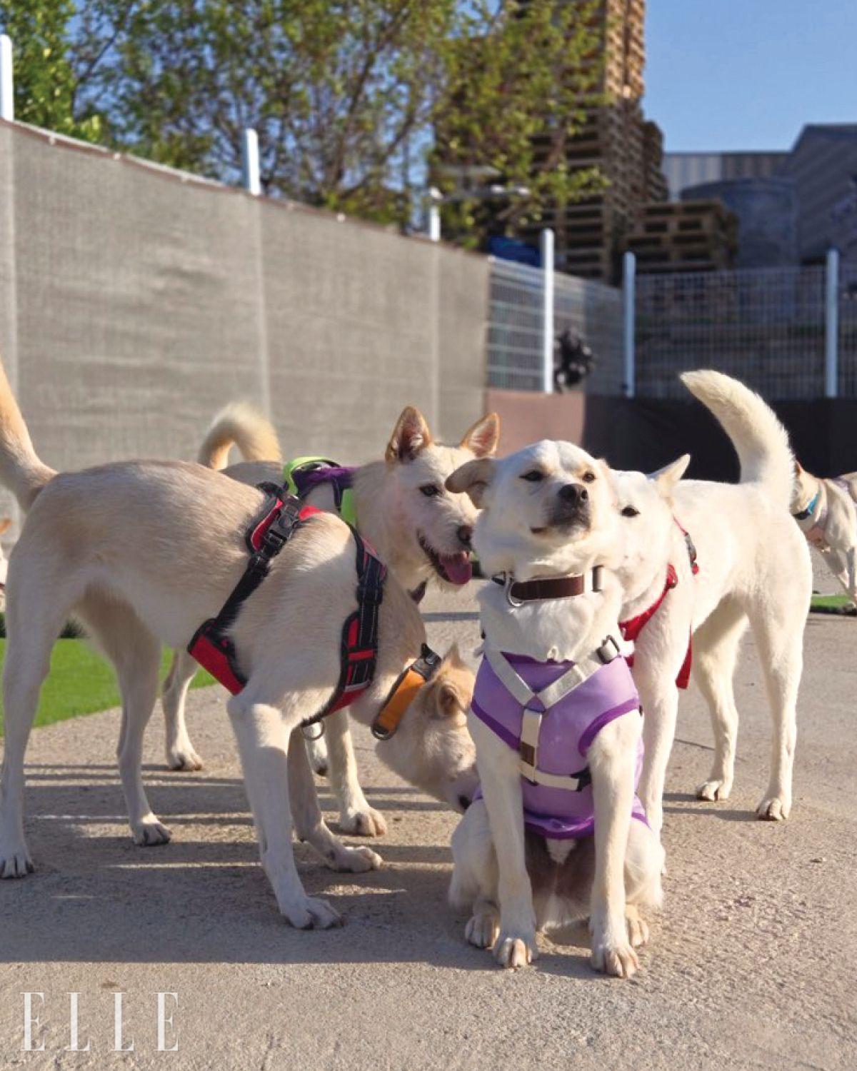봉사 신청은 카카오톡 오픈 프로필에서 ‘꽃길걷개/레오맘’을 검색하거나, 공식 인스타그램 DM으로 가능하다. 계좌를 통한 직접 후원이나 물품 후원으로 마음을 더할 수 있다. 