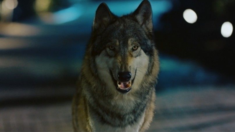 늑대가 사라진 밤에 스틸컷 