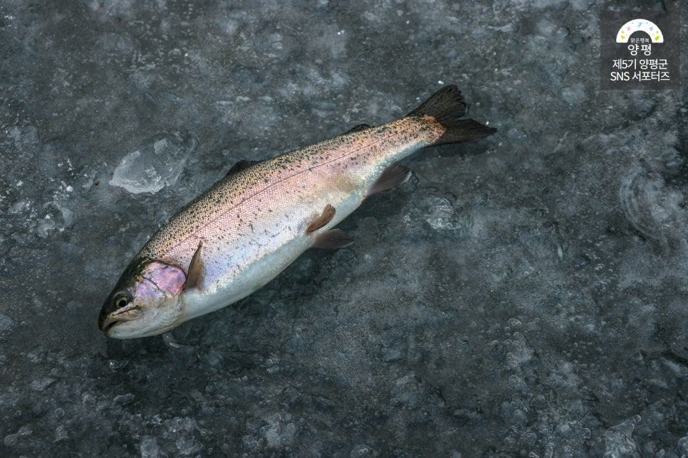 양평빙송어축제 지난 행사 사진 
