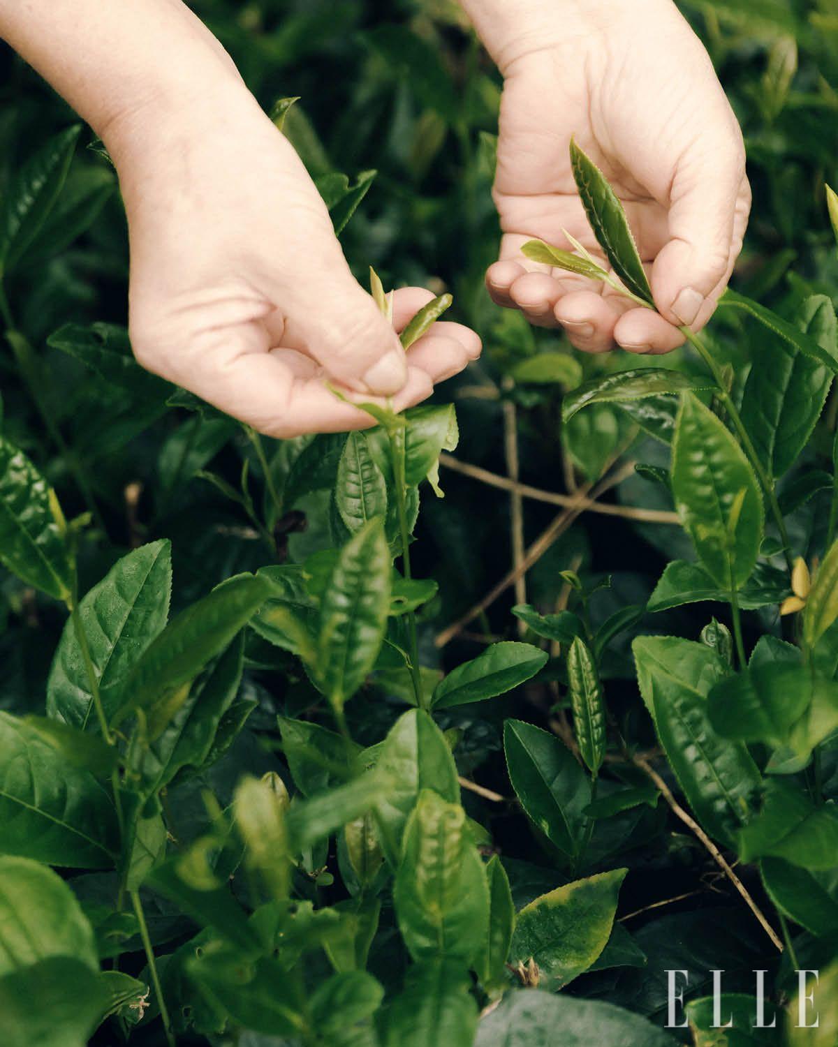 긴 세월 사람의 손길이 닿지 않고 자연 상태로 건강하게 자란 하동의 야생 차나무.