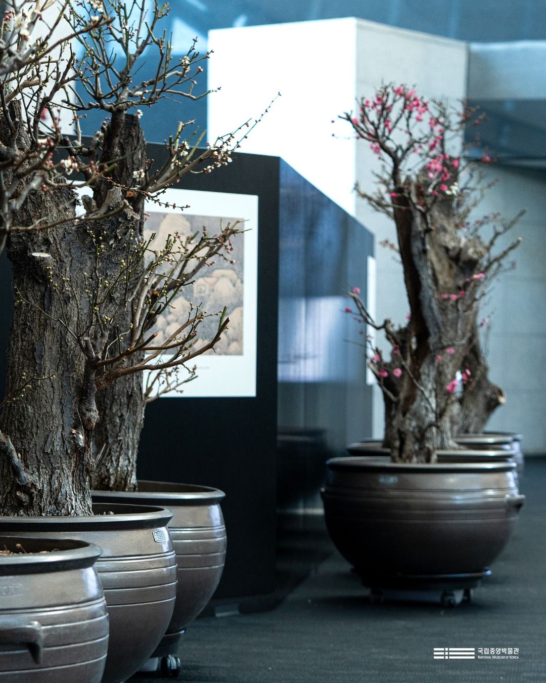 '입춘매향' 전시 