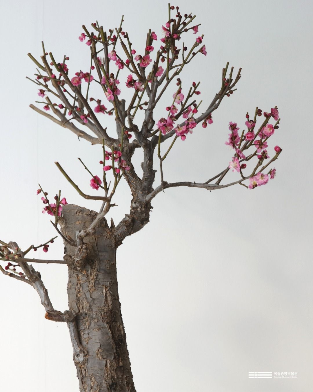 '입춘매향' 전시 