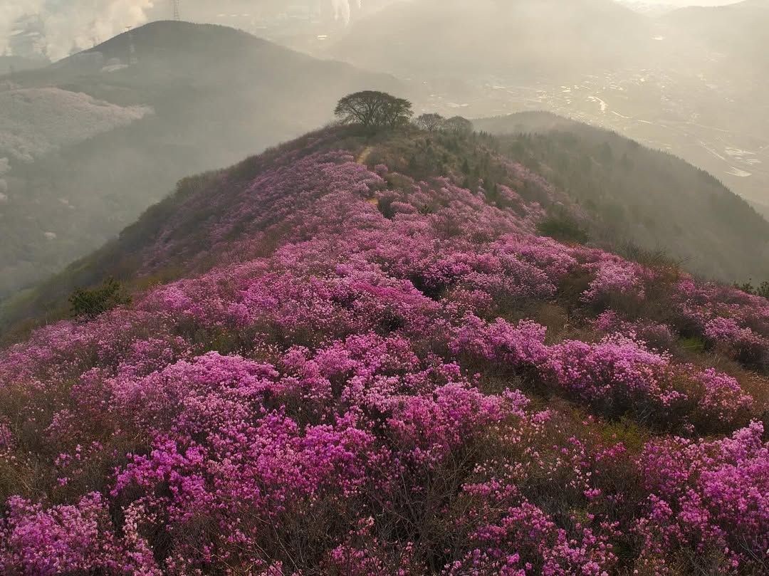 여수 영취산 진달래 축제 자료 사진 