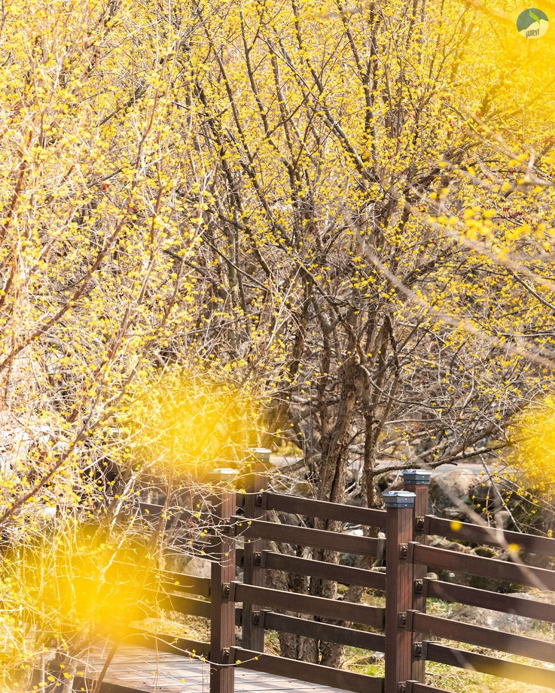 구례 산수유 꽃축제 자료 사진 