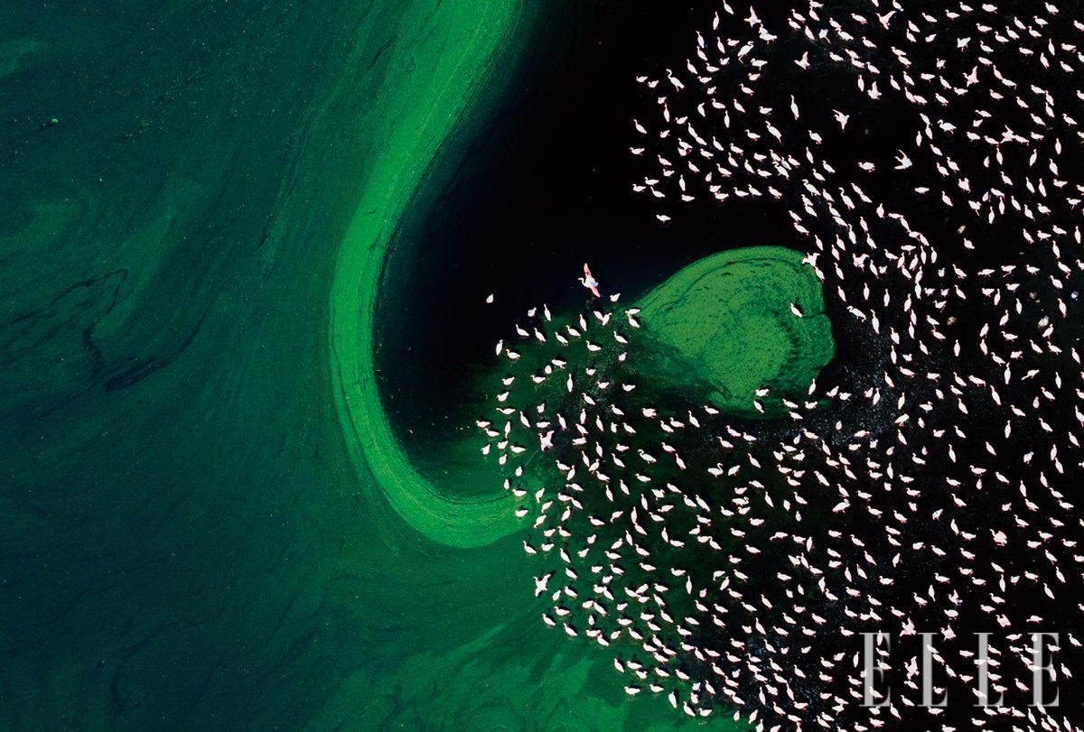 케냐 리프트밸리 주 로기피 호수 위를 나는 분홍 플라밍고들.