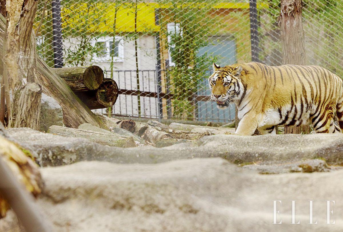 암컷 시베리아호랑이인 호순. 2007년생이며, 야생성이 매우 강하다.