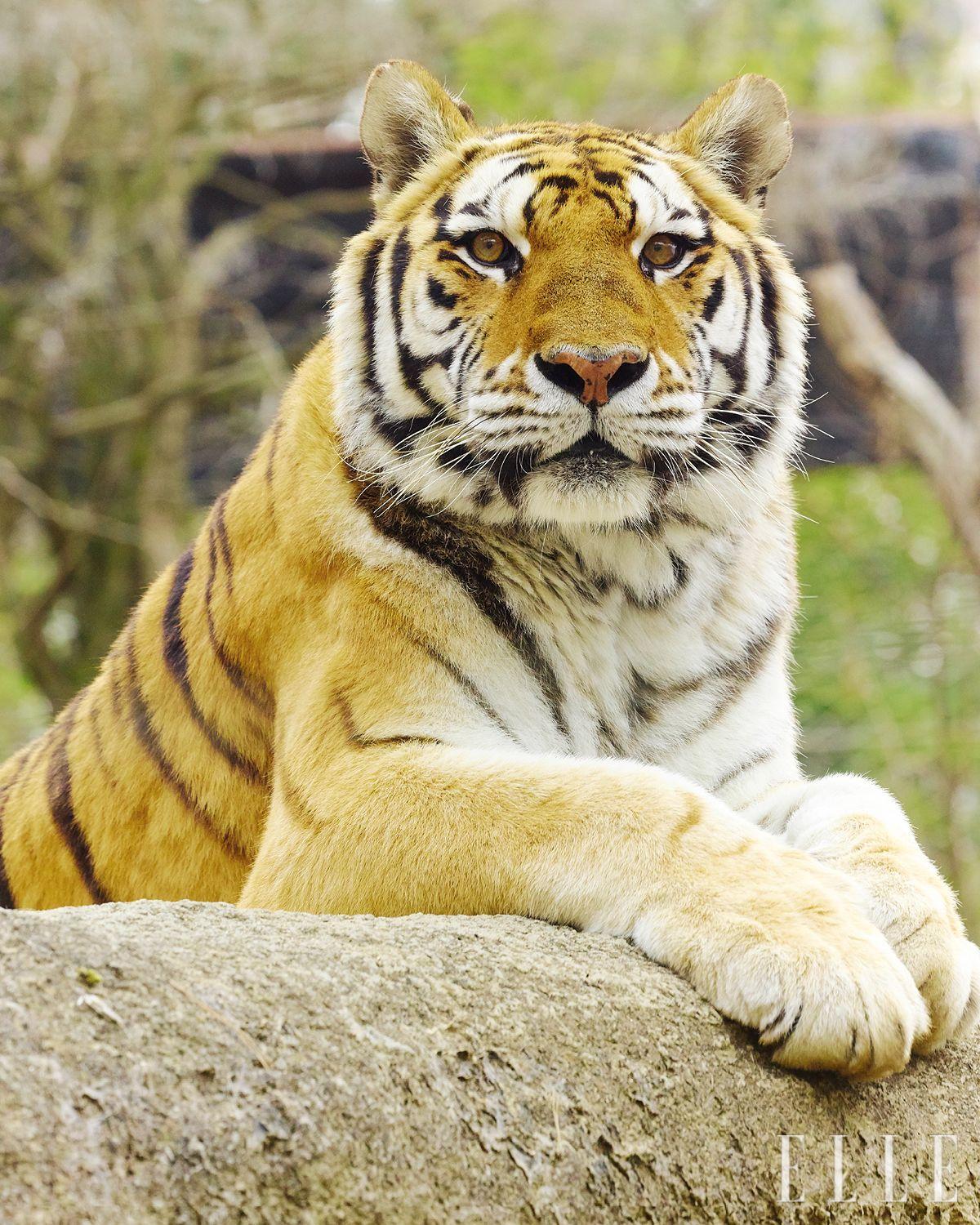 암컷 시베리아호랑이인 호순. 이호가 폐사된 후 청주동물원에서 유일하게 남은 호랑이다.