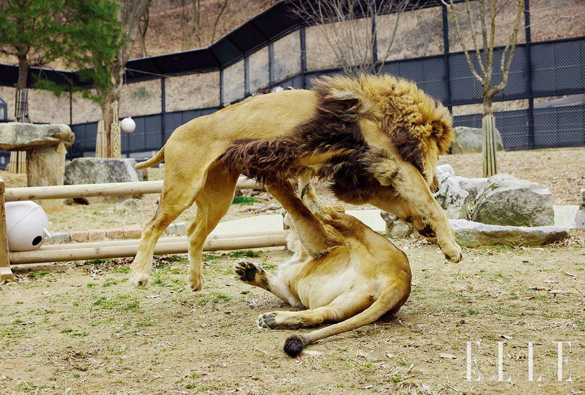 암사자 도도와 수사자 바람이. 최근 바람이의 딸인 구름이도 이들과의 합사를 준비하고 있다.