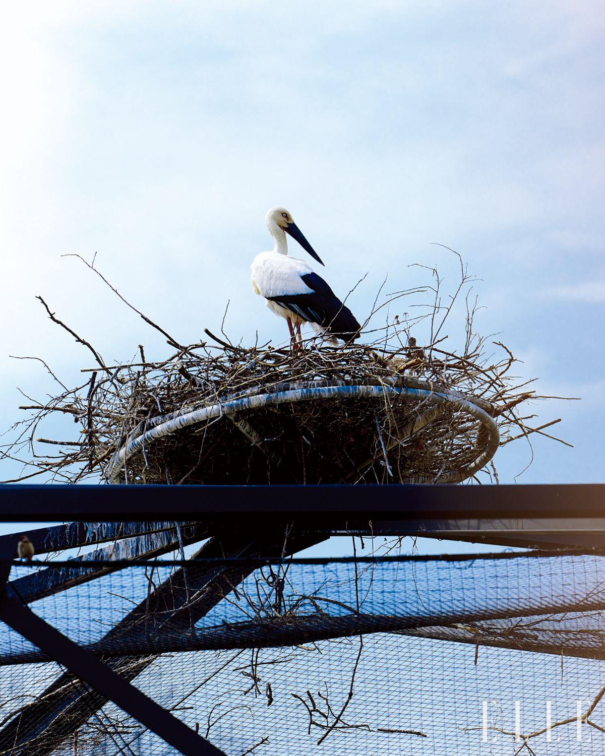황새장 꼭대기 위에 찾아온 야생 황새. 청주동물원에서 달아준 인공 둥지를 부부 모두 열심히 꾸미고 있다.