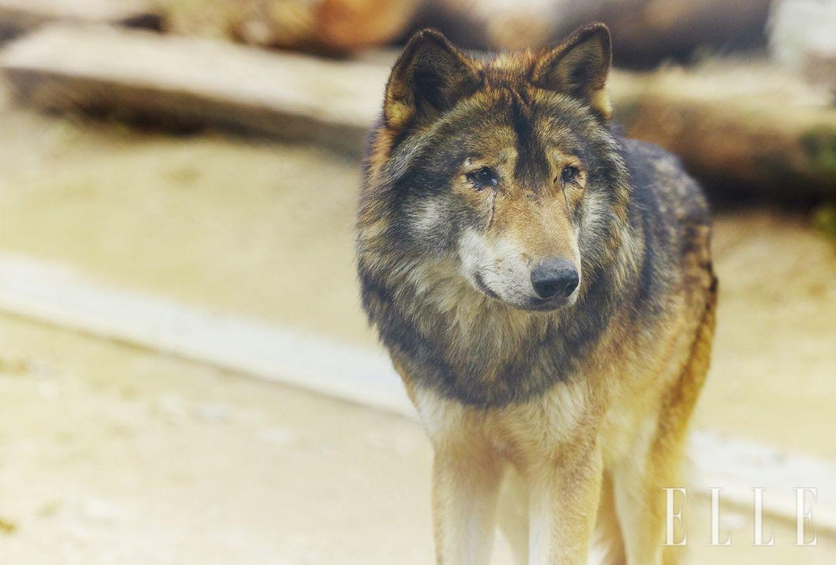 늑대사에 있는 늑대. 총 다섯 마리의 늑대가 살고 있다.