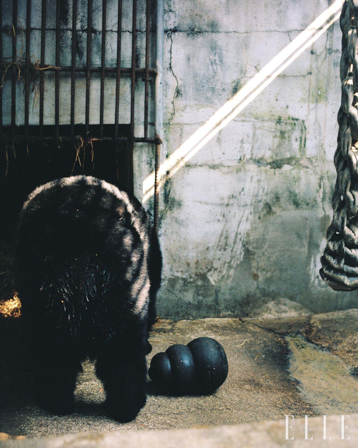 화천의 천재 곰 우투리가 내실로 들어가는 뒷모습. 