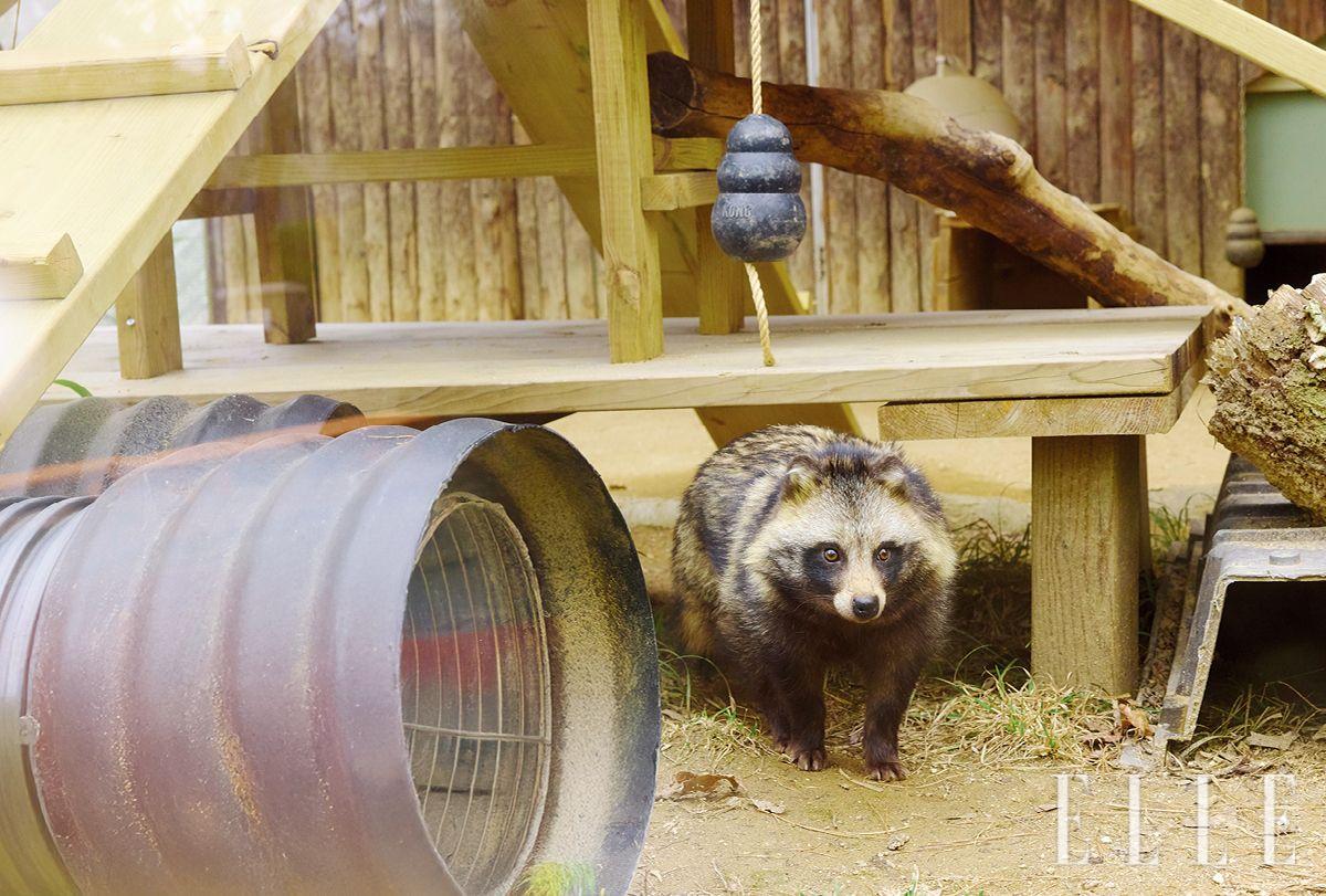 새끼 때 구조된 너구리 헝구리. 사람을 좋아해 야생으로 돌아가는 데 실패하고 청주동물원에서 살고 있다. 