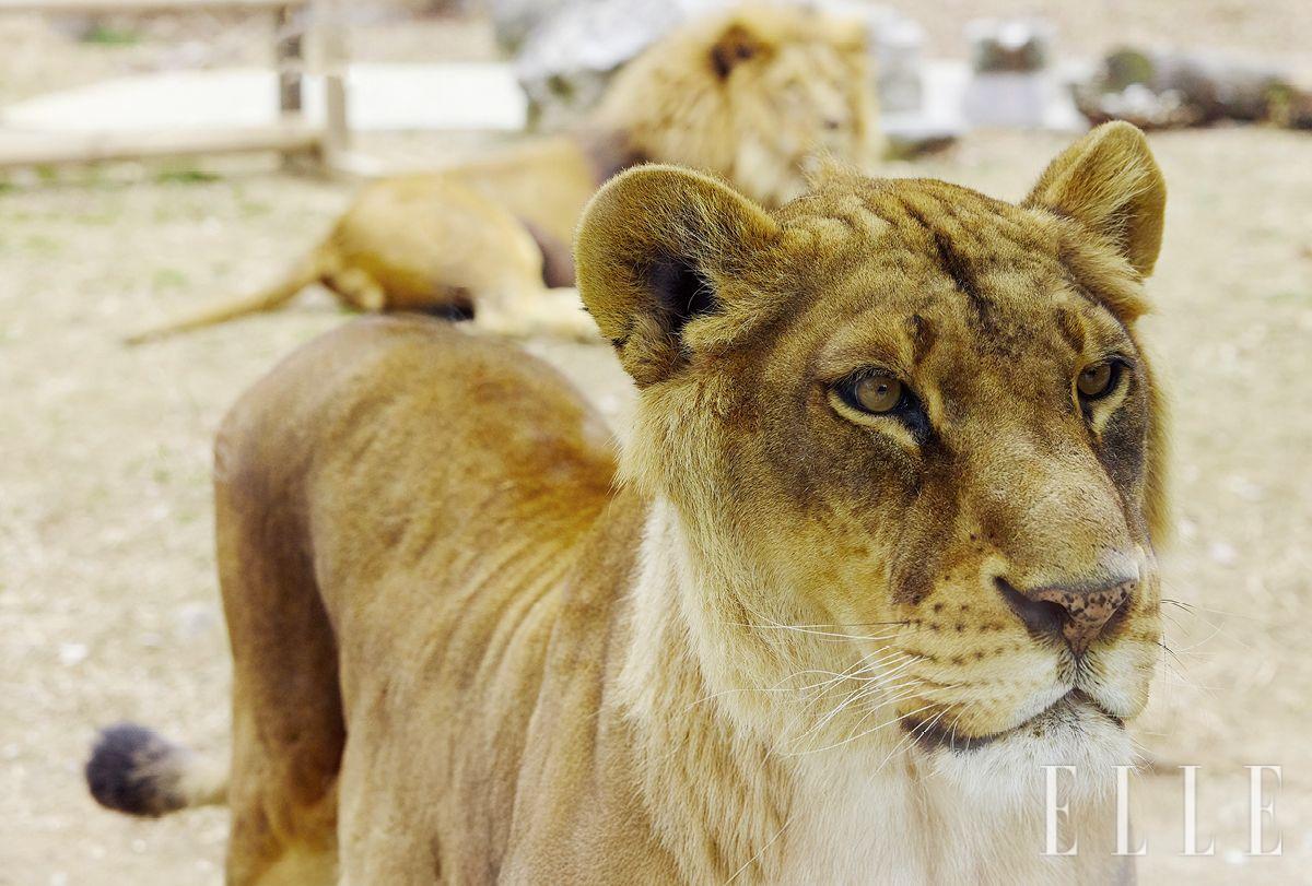 암사자 도도와 수사자 바람이. 