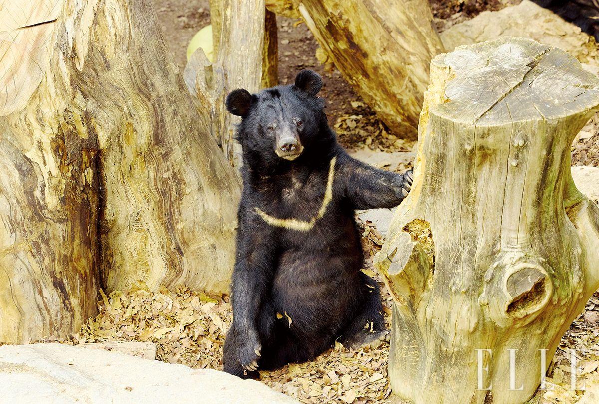 곰사에 있는 반달가슴곰. 웅담농장에서 구조된 반이, 달이, 들이가 살고 있다. 