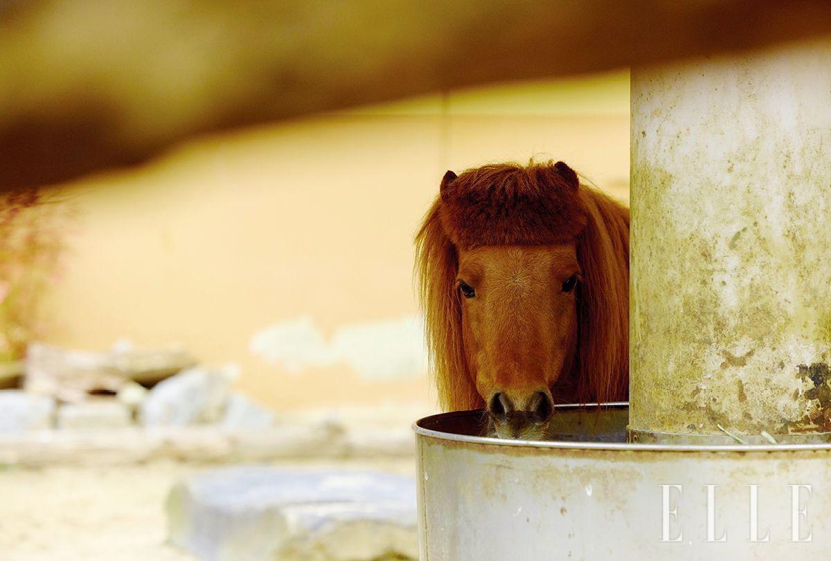 미니말 사라. 최근 다이어트 중이다.