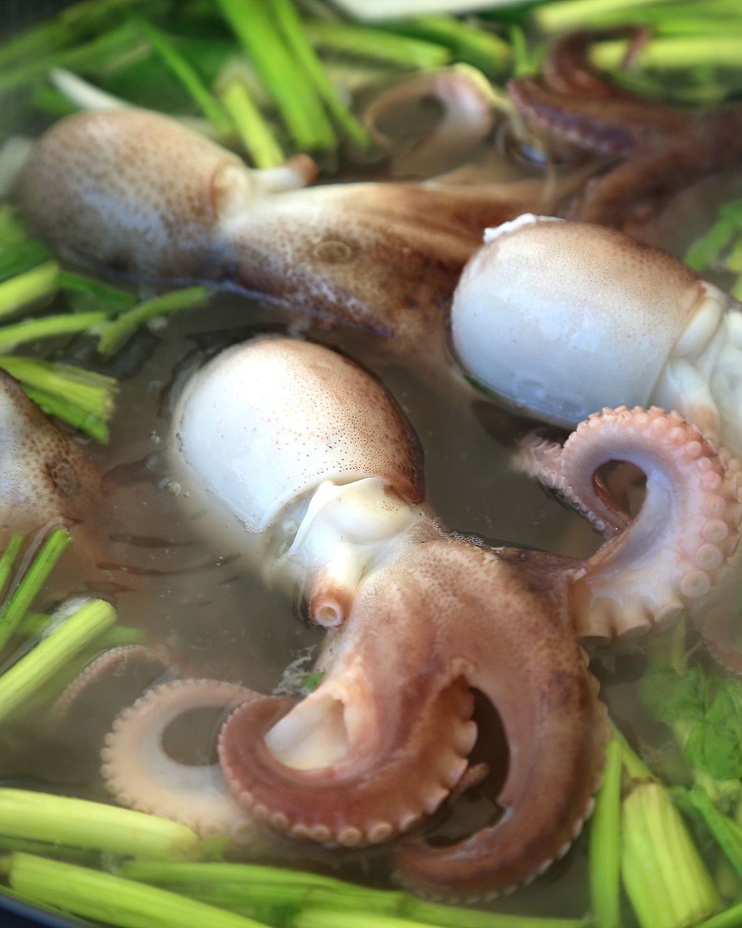 서천 동백꽃 주꾸미 축제 행사 사진 