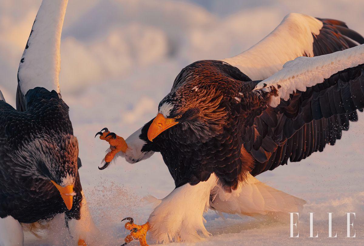 일본 홋카이도 라우스 항에서 영역을 놓고 충돌한 참수리들. 