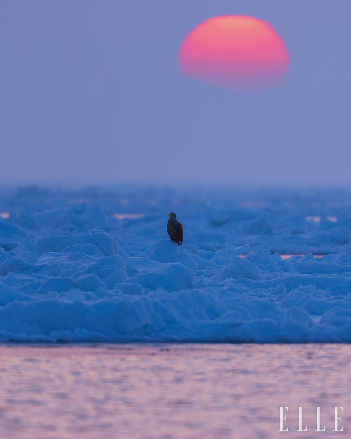 일본 홋카이도 라우스 항에서 유빙 위에 앉아 사색에 잠긴 흰꼬리수리. 