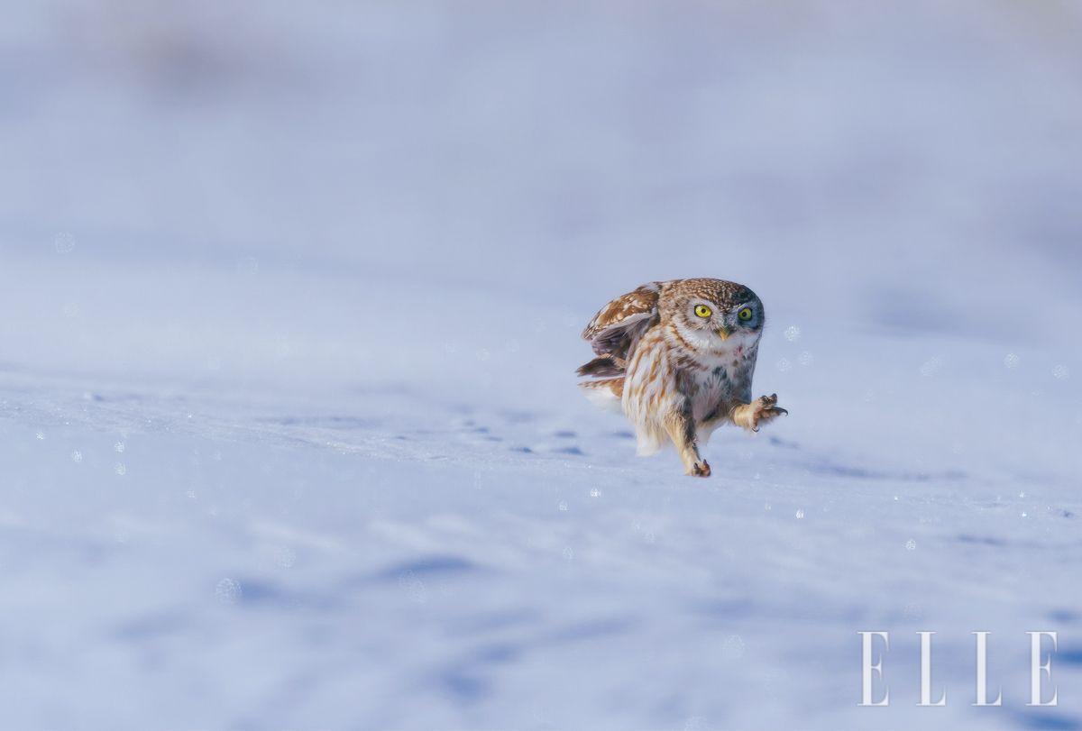 중국 내몽골 하이라얼의 민간 근처에서 아장아장 걷는 금눈쇠올빼미. 