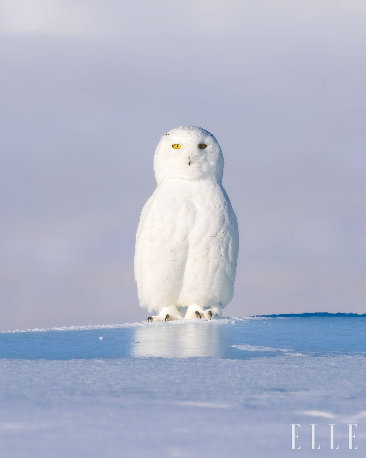 중국 내몽골 하이라얼, 눈 덮인 초원에서 먹이를 찾기 위해 고요하게 응시하는 흰올빼미