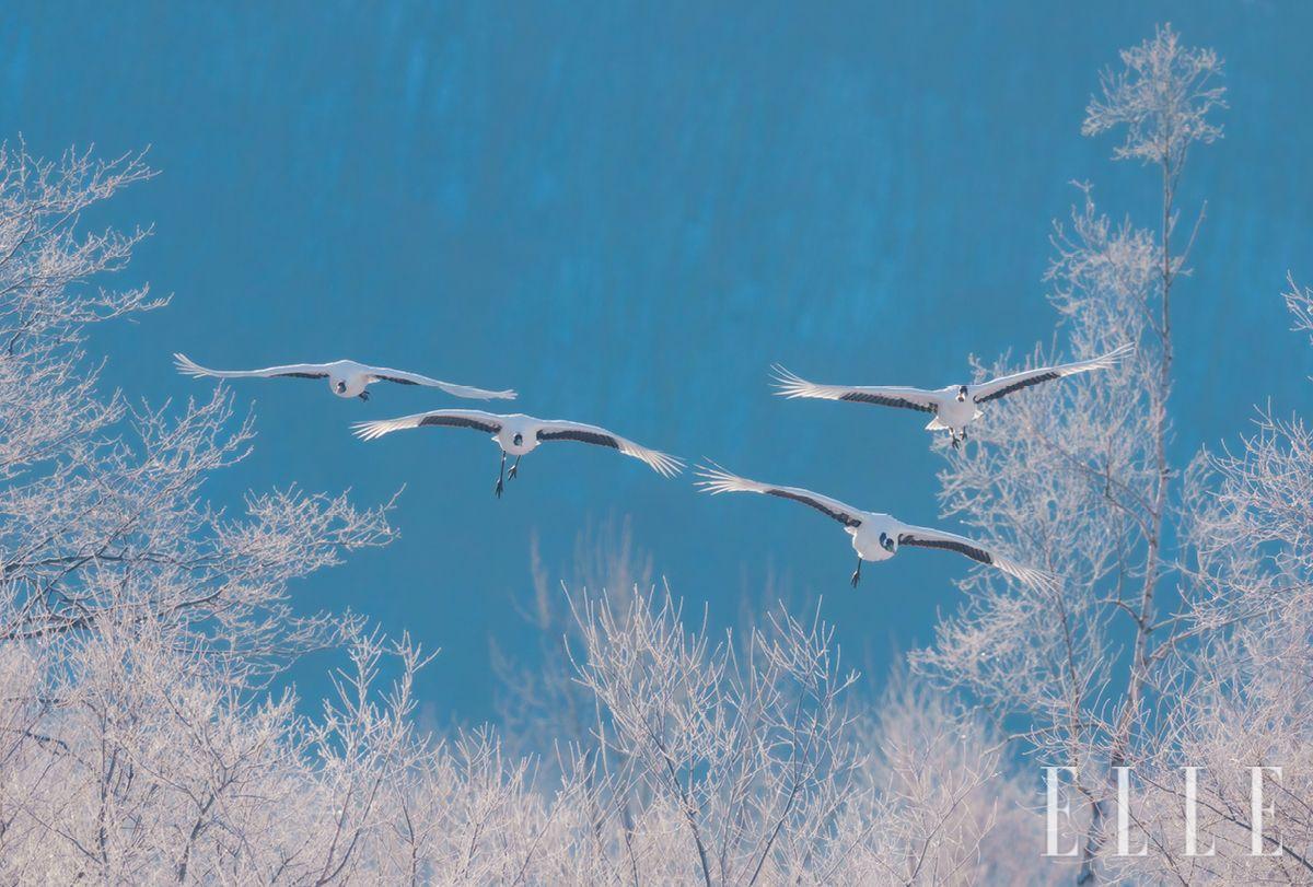  일본 훗카이도 구시로시, 야칸 국제두루미센터에서 발견한 환영 같은 두루미들.